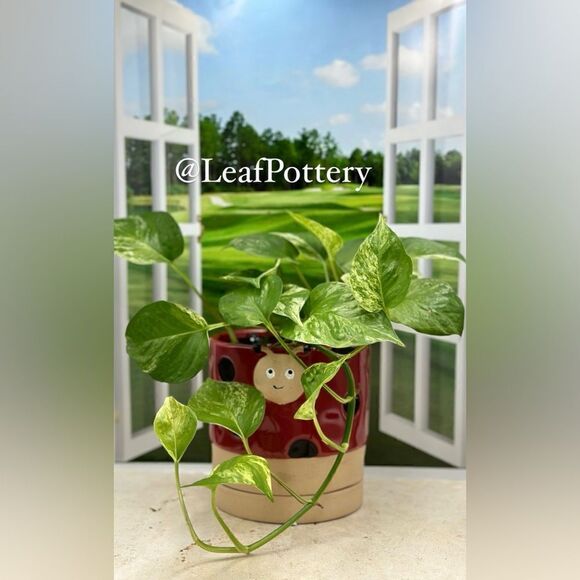 Miss Ladybug Red/Black Ceramic Planter Pot with Saucer Attached - Picture 1 of 11